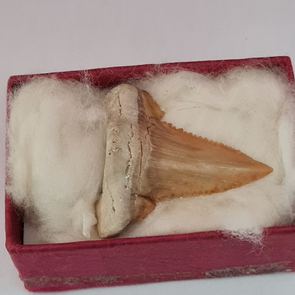 Shark tooth - Picture 3 of 4